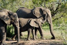 Afrikanischer Elefant (45 von 131).jpg